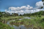 wetlands